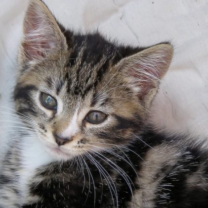 猫の名前 イギリスのベスト10とセレブの猫 名付け方法ヒント 英国発 News From Nowhere