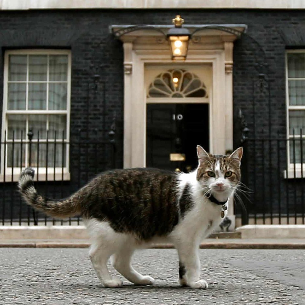 猫のラリーはイギリス首相官邸の公務員 No 10キャットのライバルは 英国発 News From Nowhere